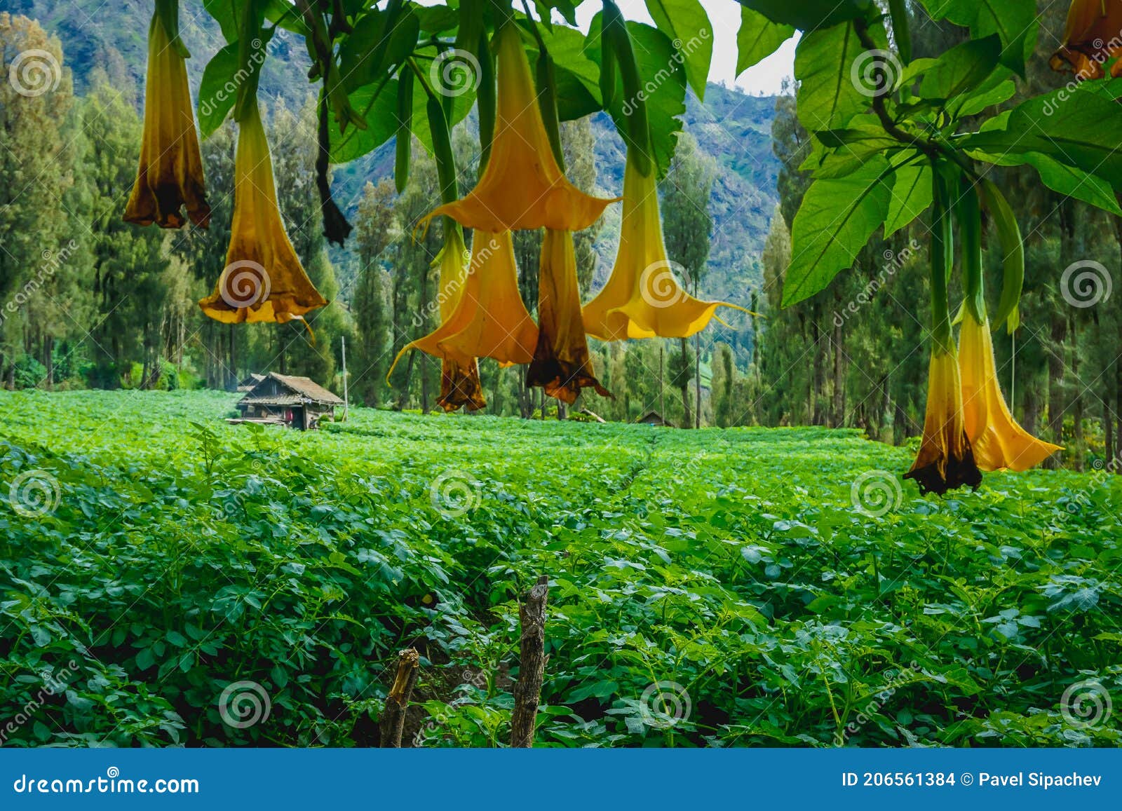 Tropical Yellow Flowers Hanging Down in Indonesia Stock Photo Image