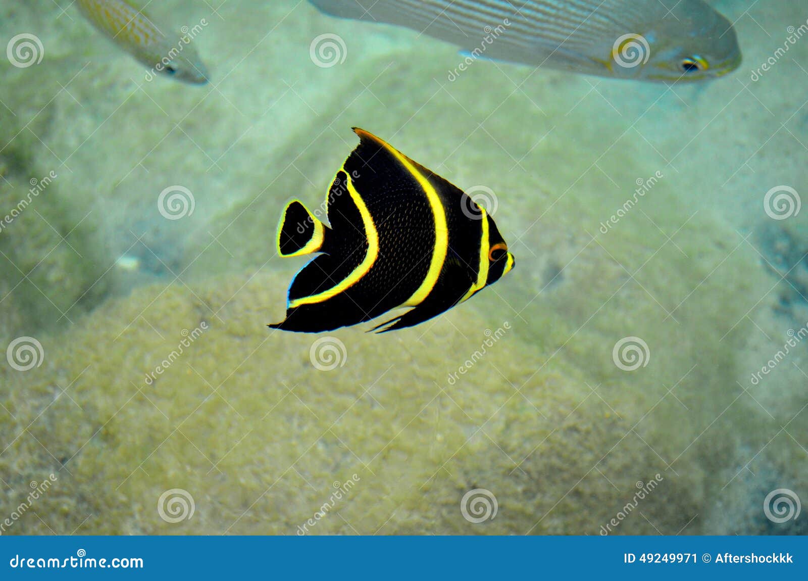 Tropical Yellow Striped Fish At Cozumel Mexico Stock Photo - Image