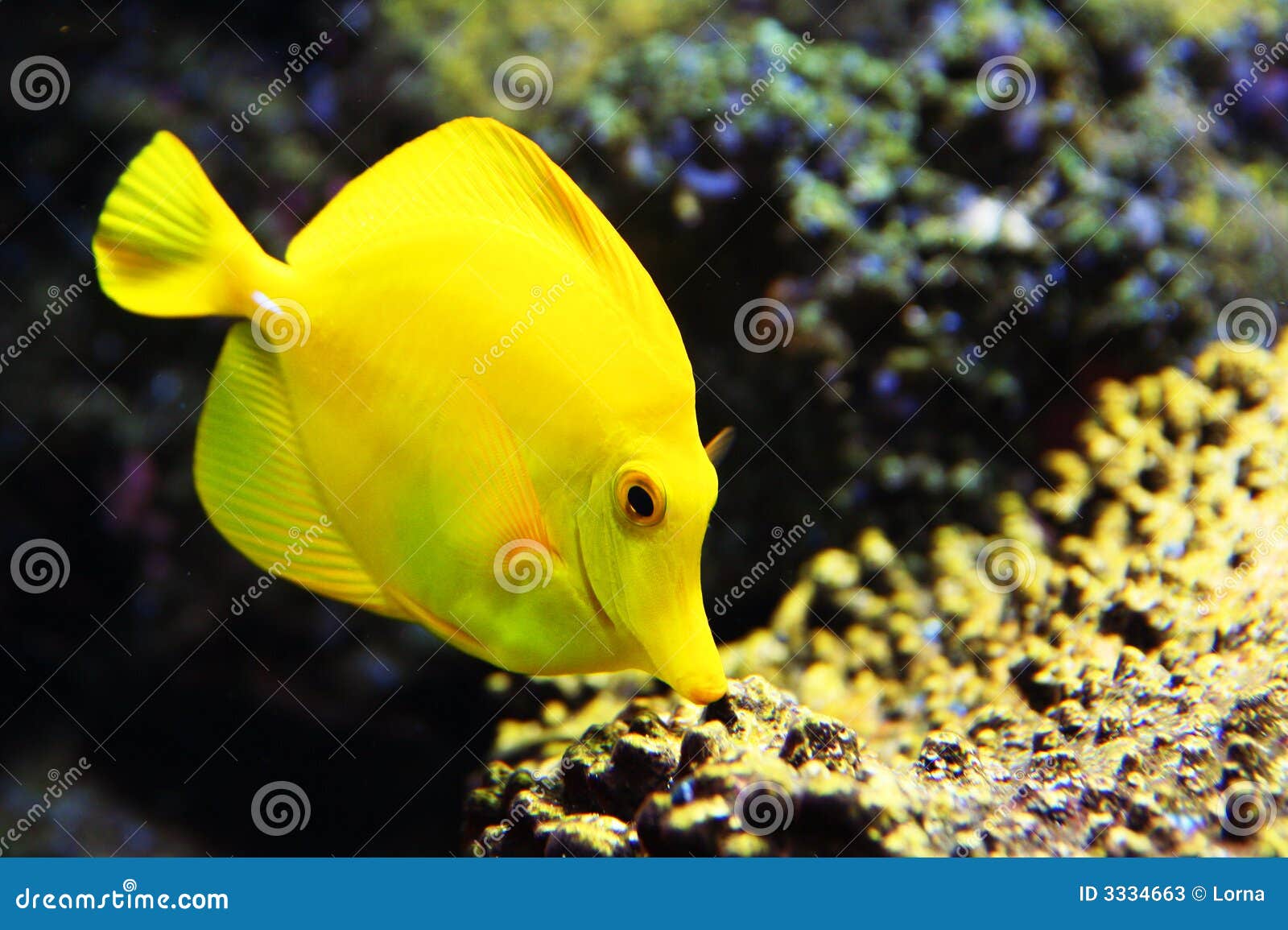 Tropical Yellow Tang Aquarium Fish Stock Image  Image of nature, warm: 3334663