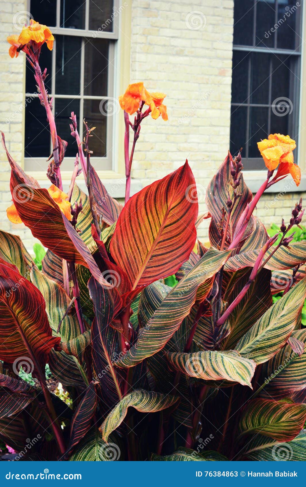 tropicanna canna