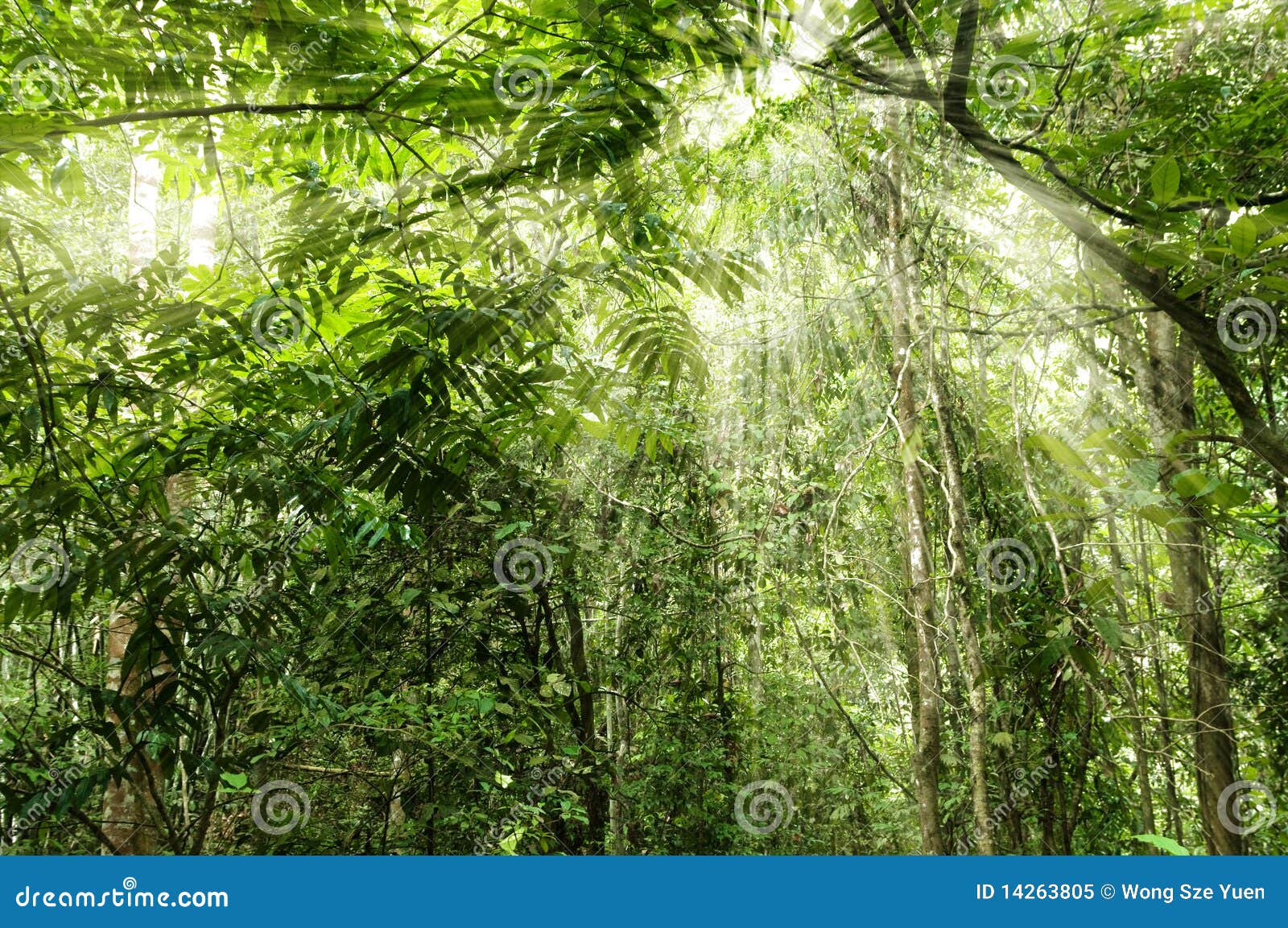 Tropisch bos met straal van licht