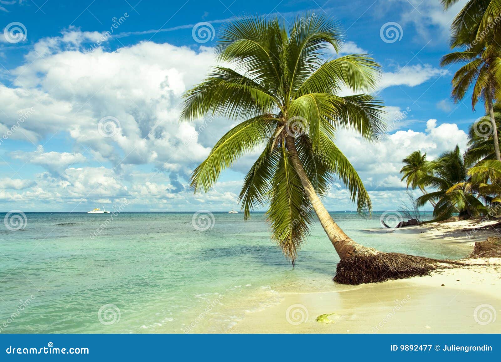 Tropisch strand met een kokospalm