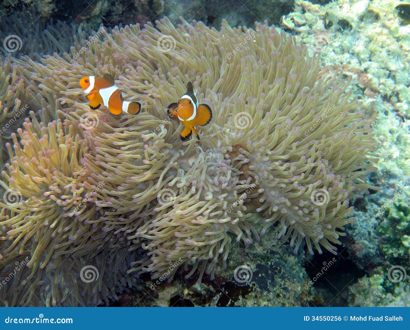 Tropisch Zoutwater Anemonefish of Clownvissen Stock Foto - Image of ...