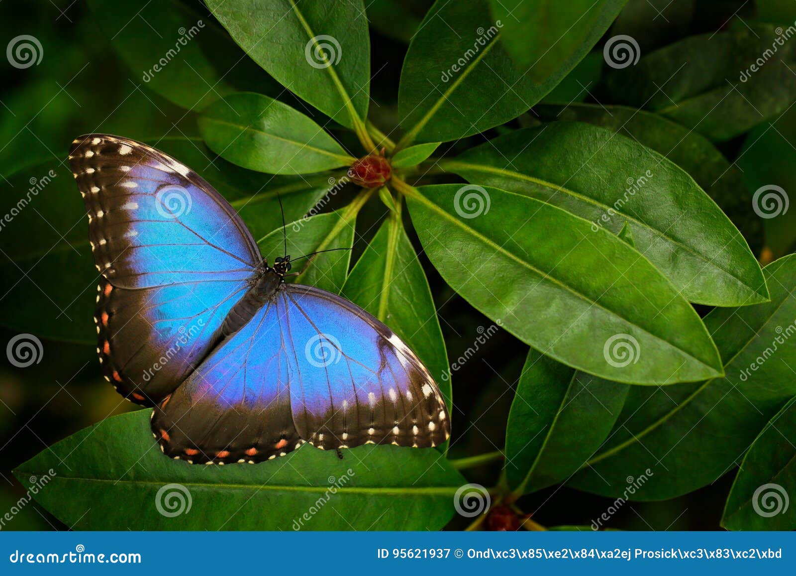 Wonderbaarlijk Tropische Aard In Costa Rica Blauwe Vlinder, Morpho Die Peleides BO-81