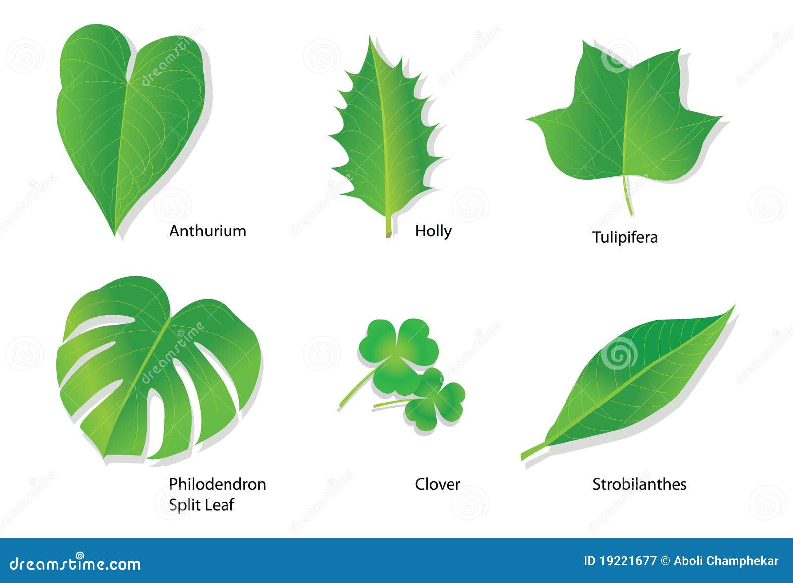Tropische Blatter Mit Botanischen Namen Vektor Abbildung Illustration Von Tropische Namen
