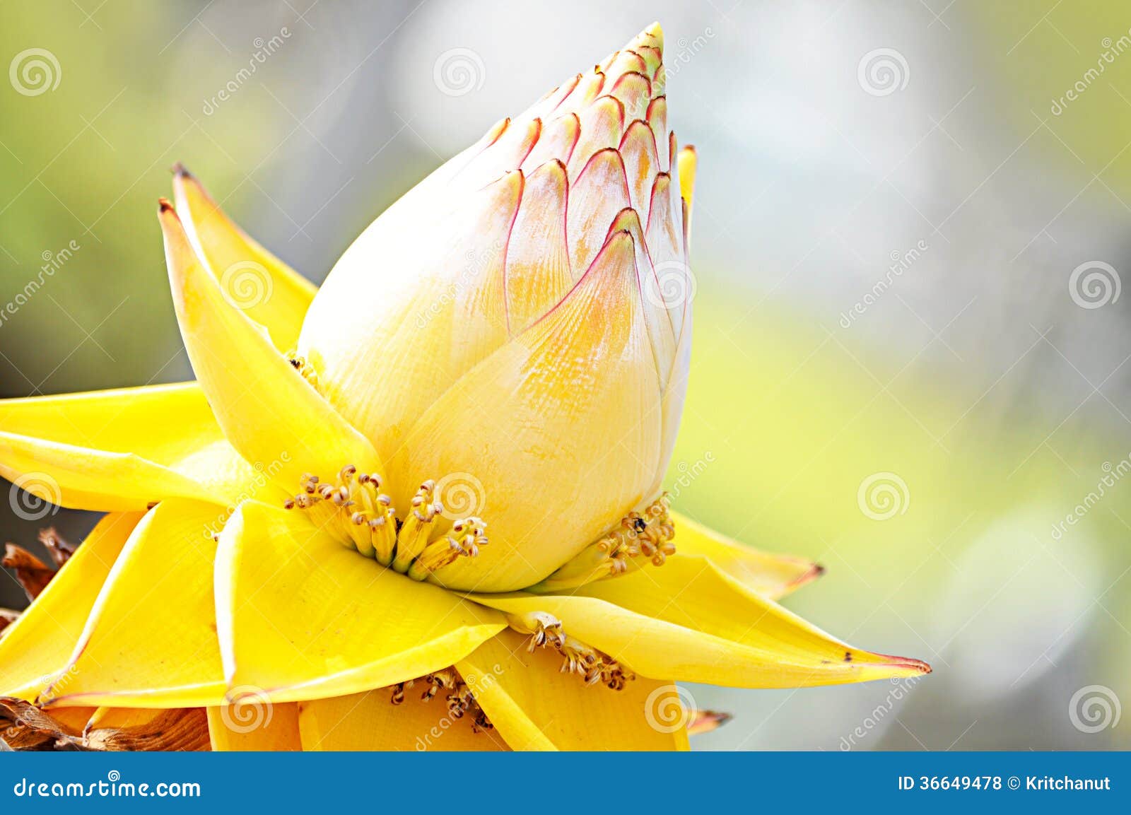 Tropische gelbe Blume stockfoto. Bild von garten, einzeln