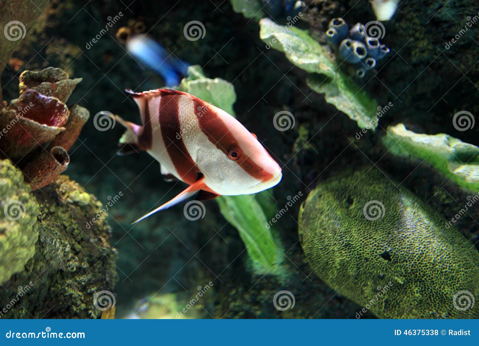Tropische Gestreifte Fische Stockfoto - Bild von koralle, hell: 46375338