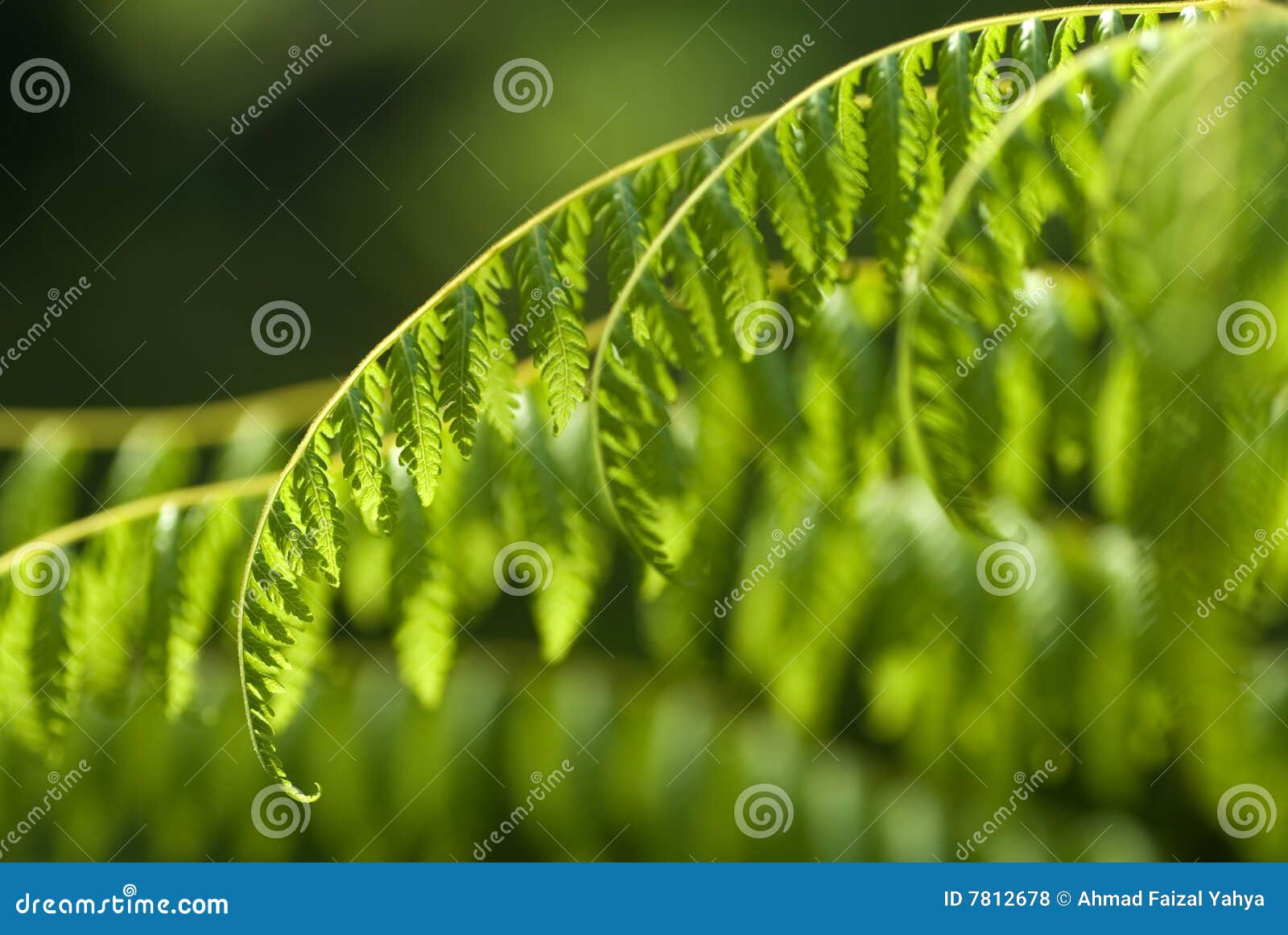 Tropische grüne Farne. stockfoto. Bild von frech, muster 7812678