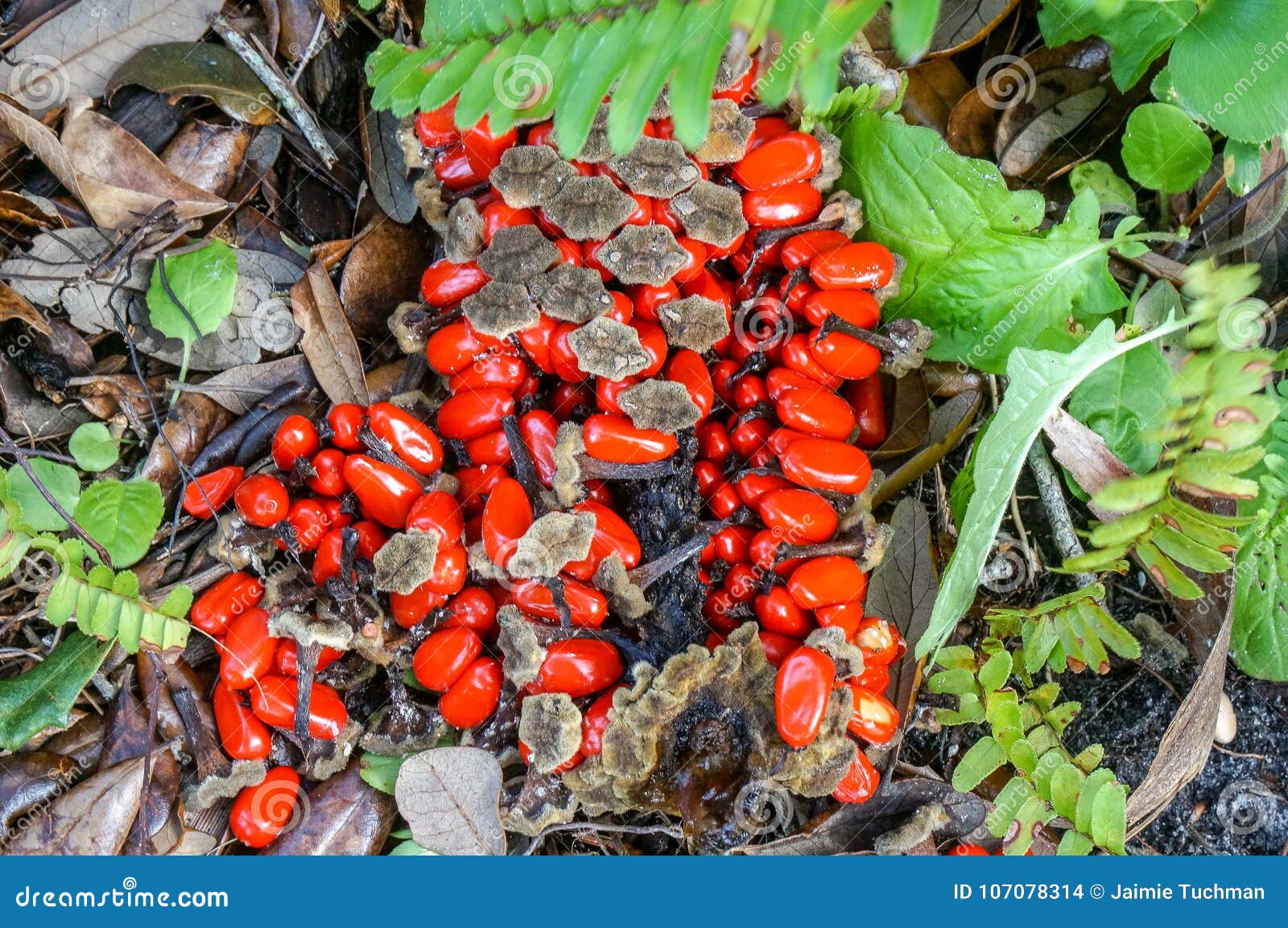 Tropische Rote Samen Im Sumpf Stockfoto Bild von nahrung, grün 107078314