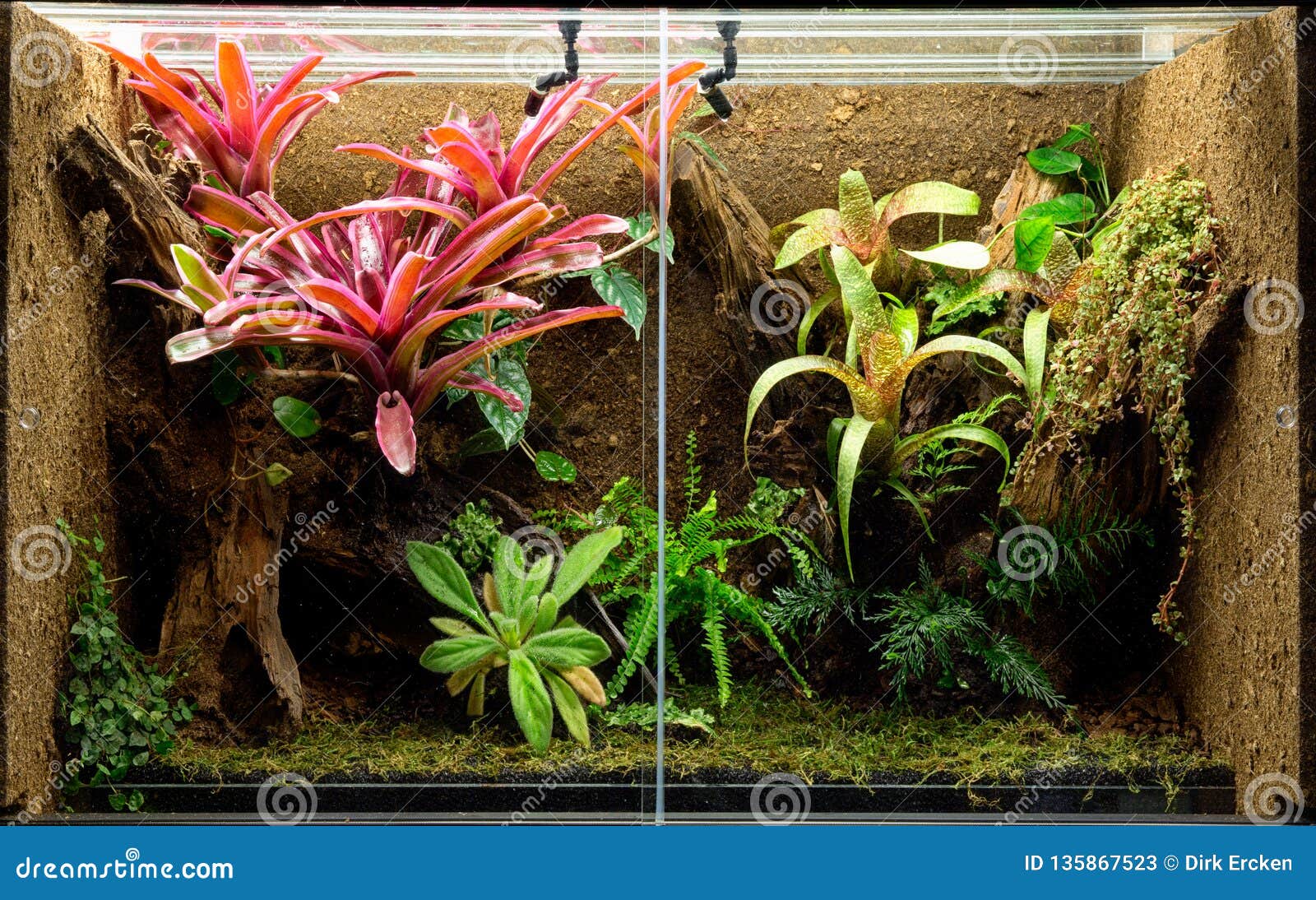 Tropische Terrarium Huisdierentank Voor Kikkers Stock Afbeelding - Image tank, 135867523