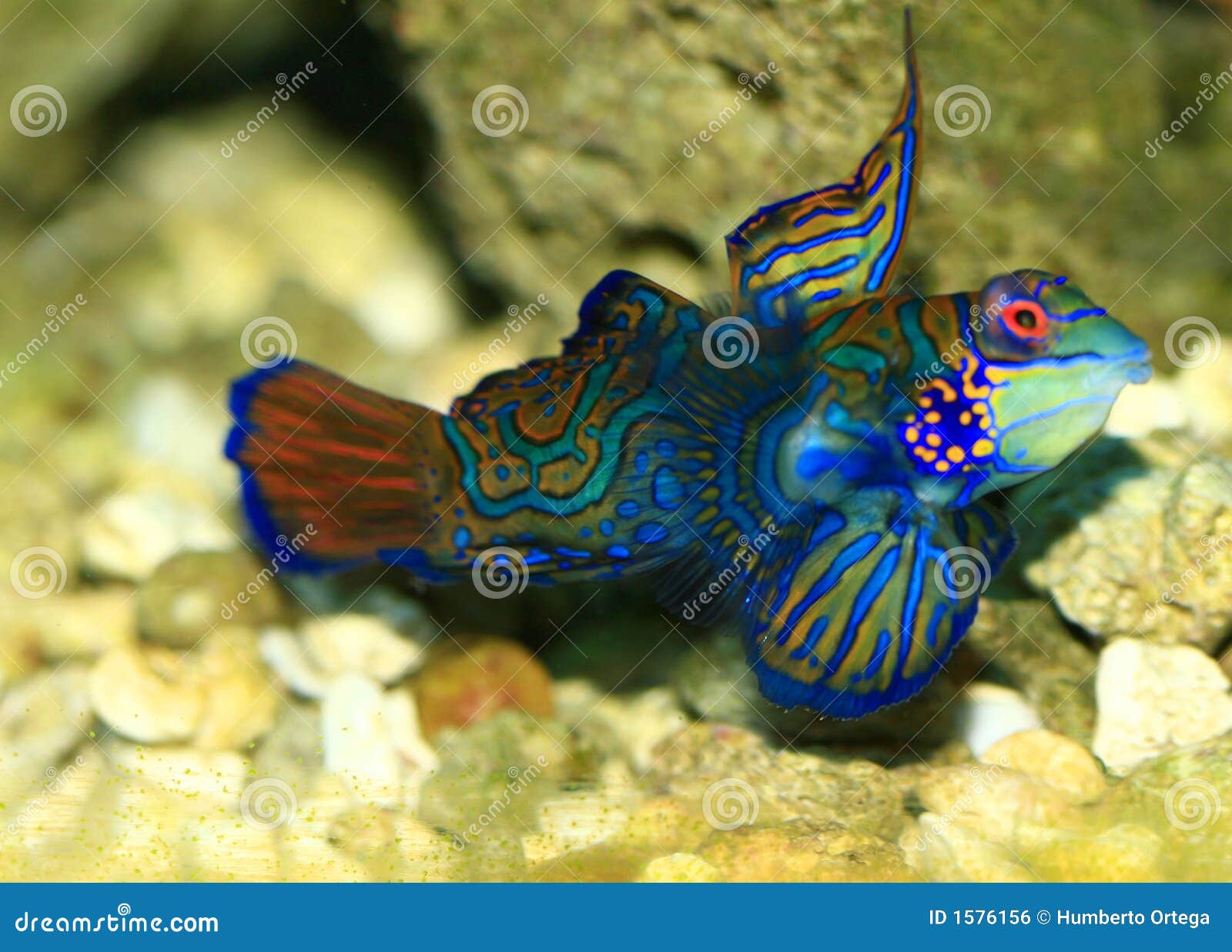 Veranderlijk Civiel resultaat Tropische Vissen stock foto. Image of aquatisch, uniek - 1576156