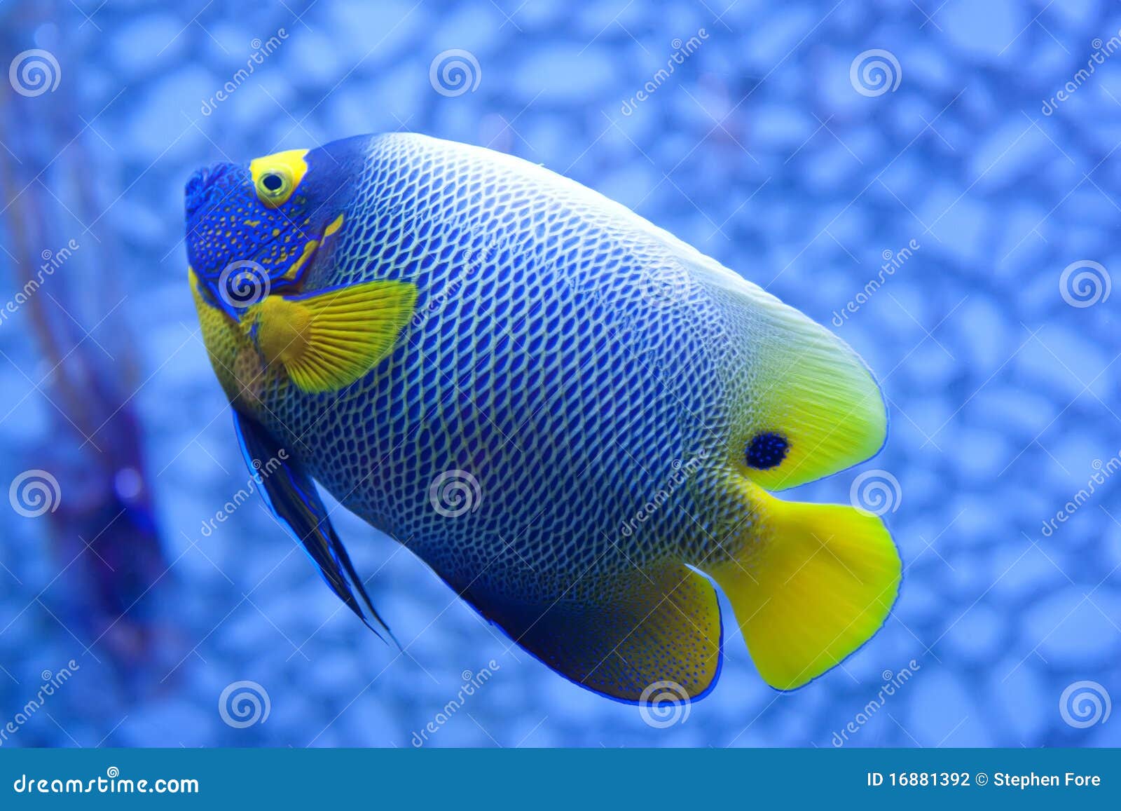 Tropische Vissen stock foto. Image of blauw, aquarium -