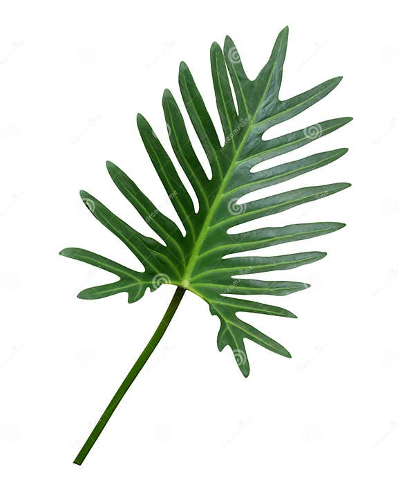 Tropische Zierpflanze Grünen Philodendron XanaduBlattes Lokalisiert