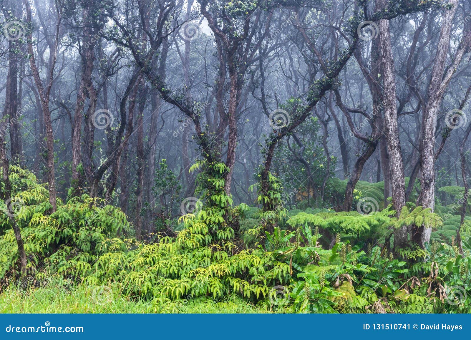 Tropischer Regenwald In Hawaii Grune Vegetation Auf Dem Boden Unfruchtbare Baume Oben Nebel Im Hintergrund Stockbild Bild Von Hawaii Nebel 131510741