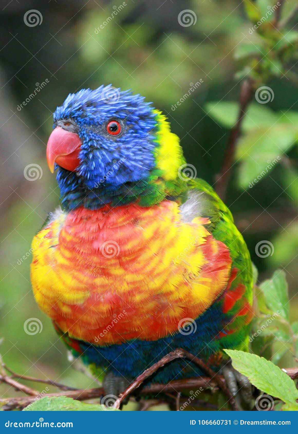 Tropischer Vogel Gluckliche Bunte Helle Farbige Federn Stockbild Bild Von Federn Farbige