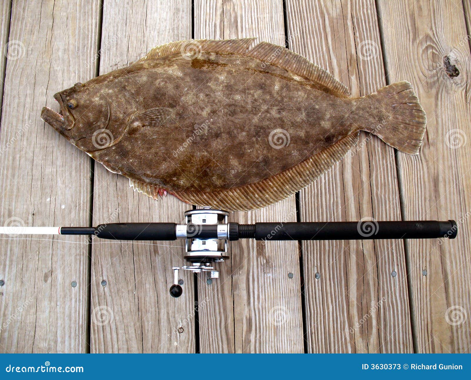 Tropy Doormat Flounder stock image. Image of large, game 3630373