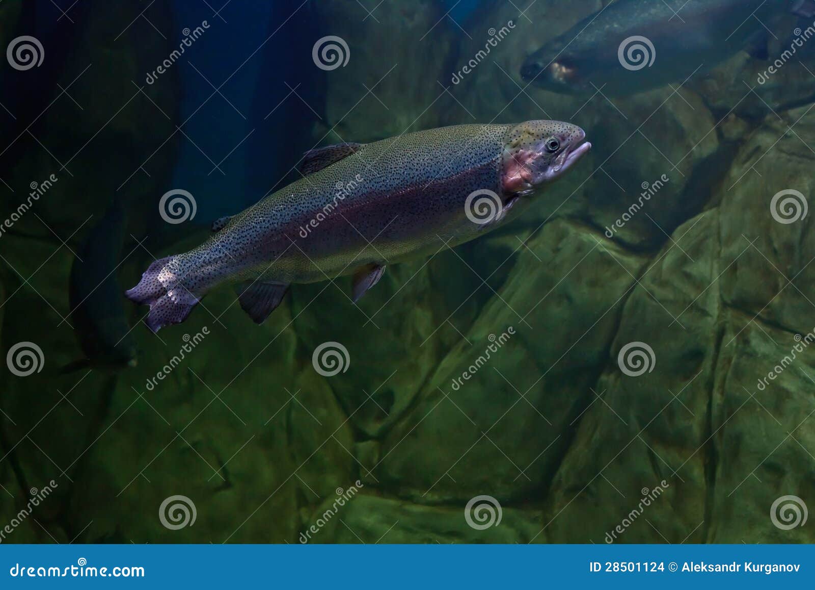 Pesca Mosca Trota Mare Salmone Fiume Salmone PopSockets