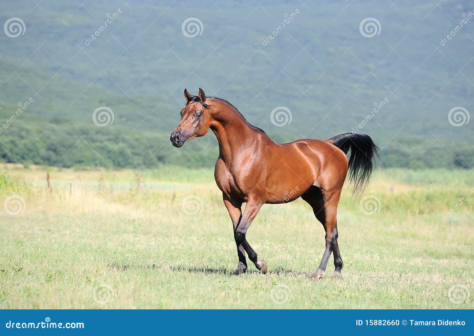 Trote árabe Do Corredor Do Cavalo De Brown No Pasto Foto de Stock - Imagem  de bonito, campo: 15882660