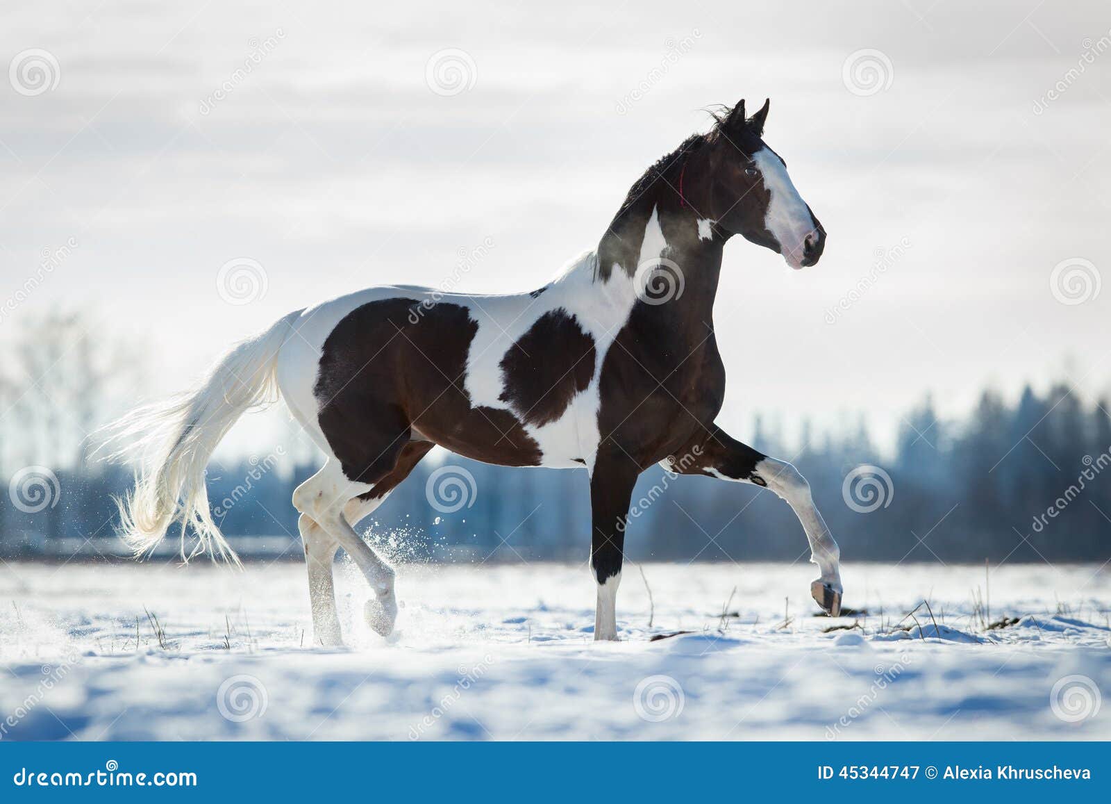 Fundo Cavalo Marrom Está Olhando Para A Frente No Campo Fundo, Imagem De  Cavalo Grátis Imagem de plano de fundo para download gratuito