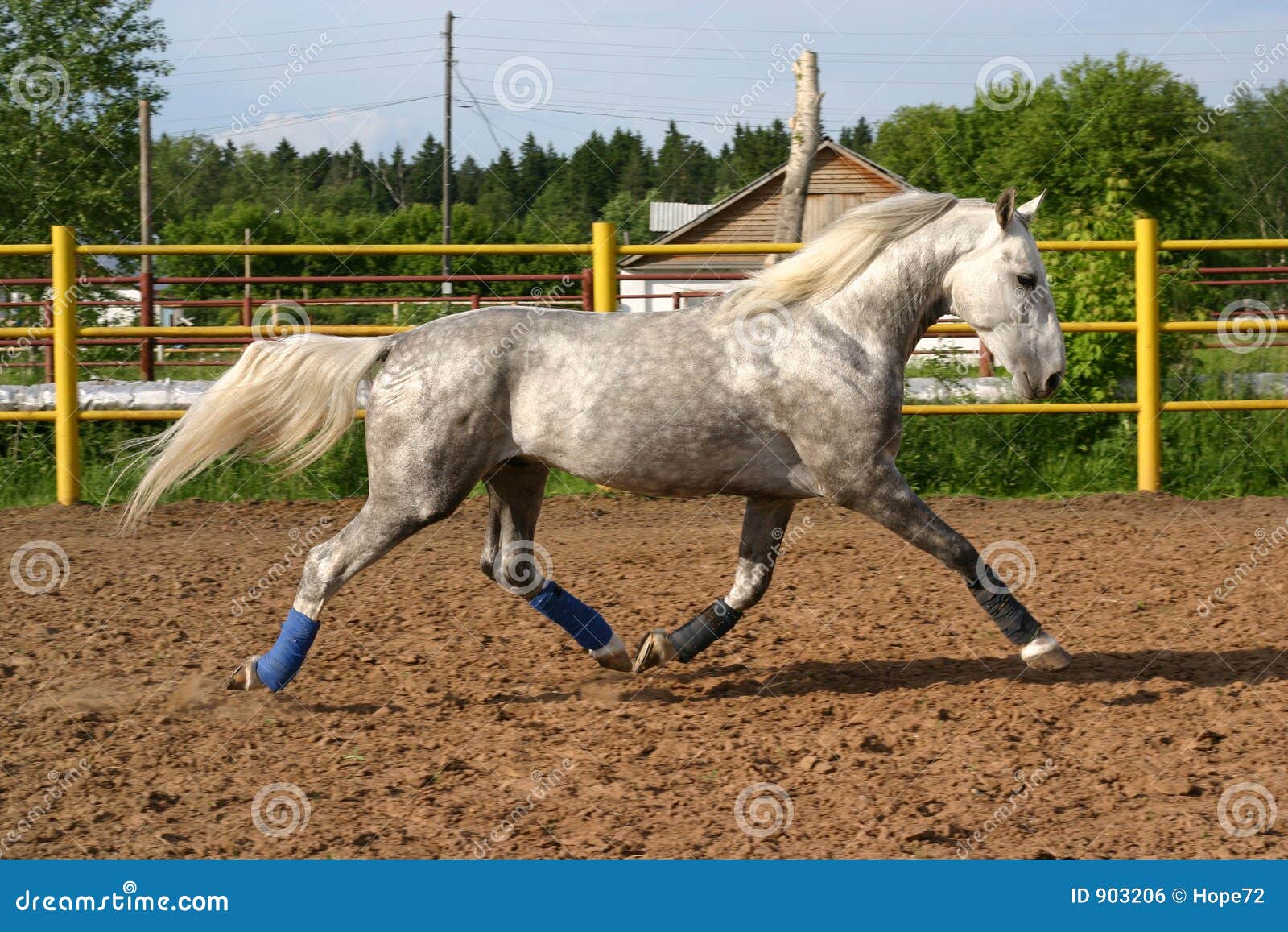 trotteur orlov
