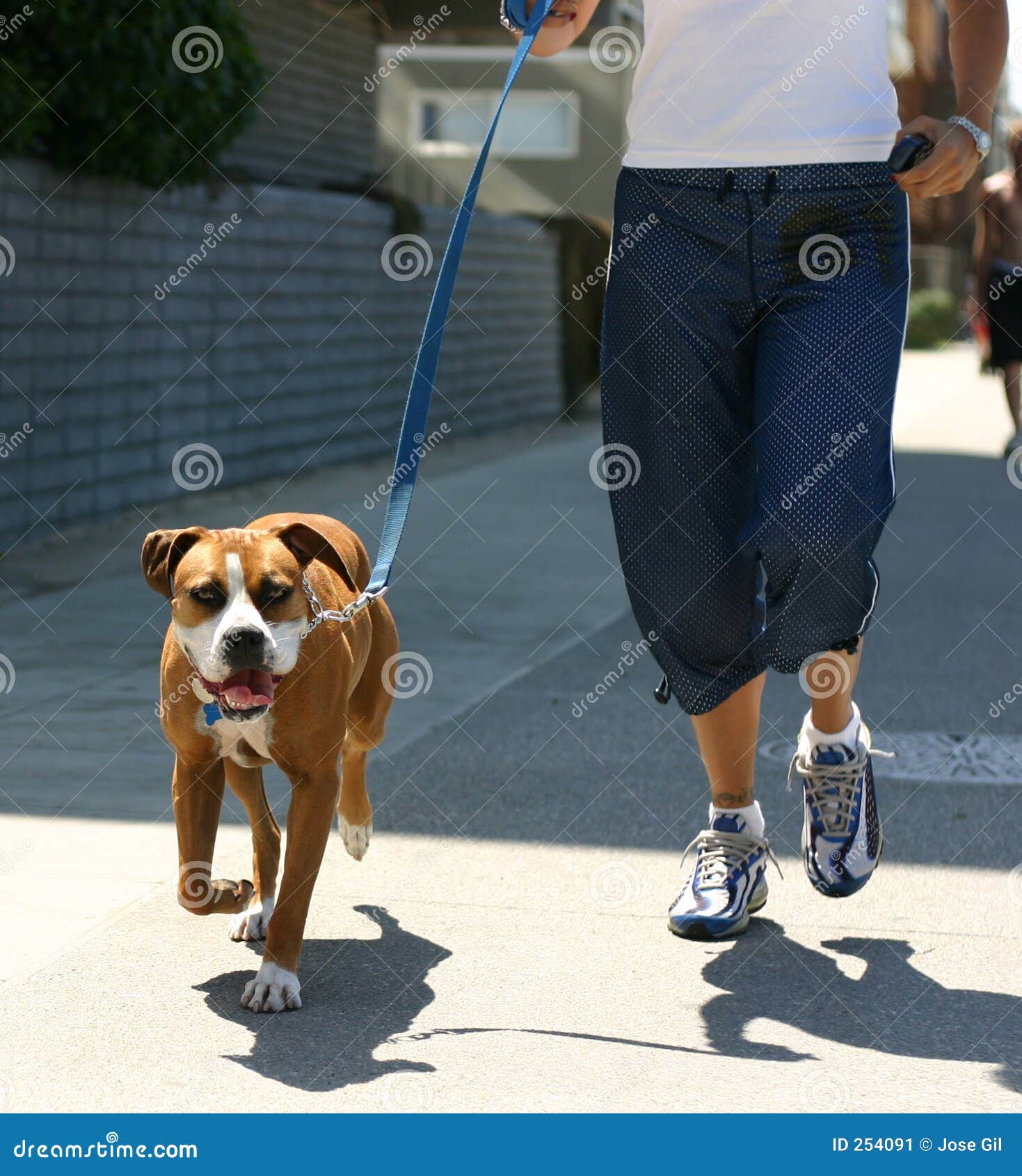 Trotting Dog and Jogger stock image. Image of doggy, trot 254091