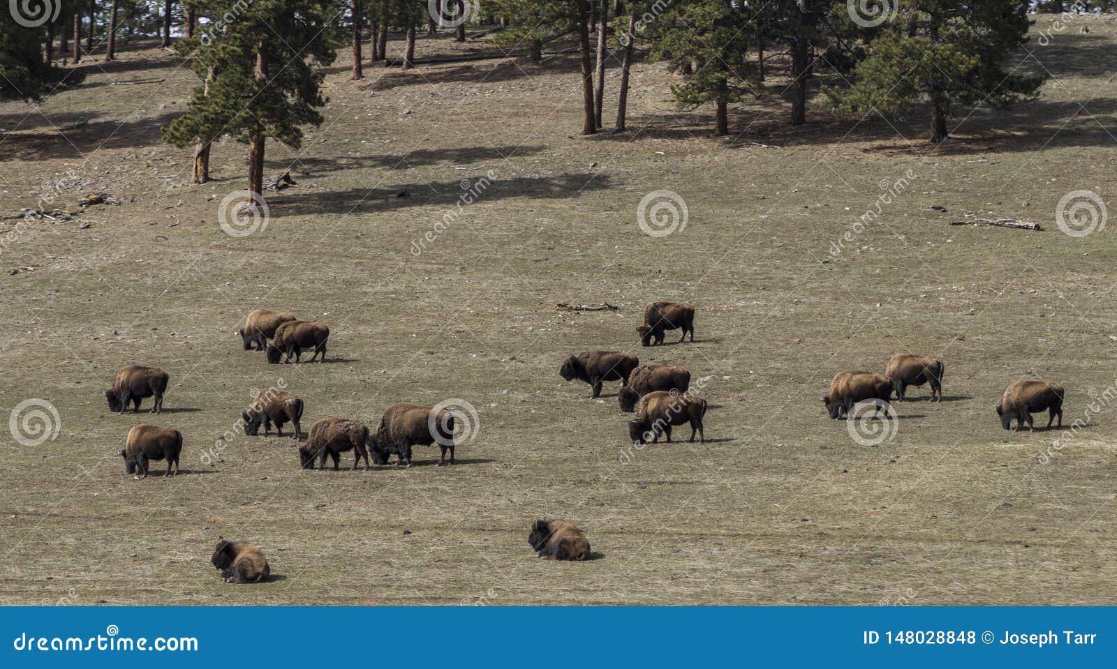 Troupeau de Buffalo sauvage frôlant dans un temps de champ au printemps dans le Colorado, Etats-Unis