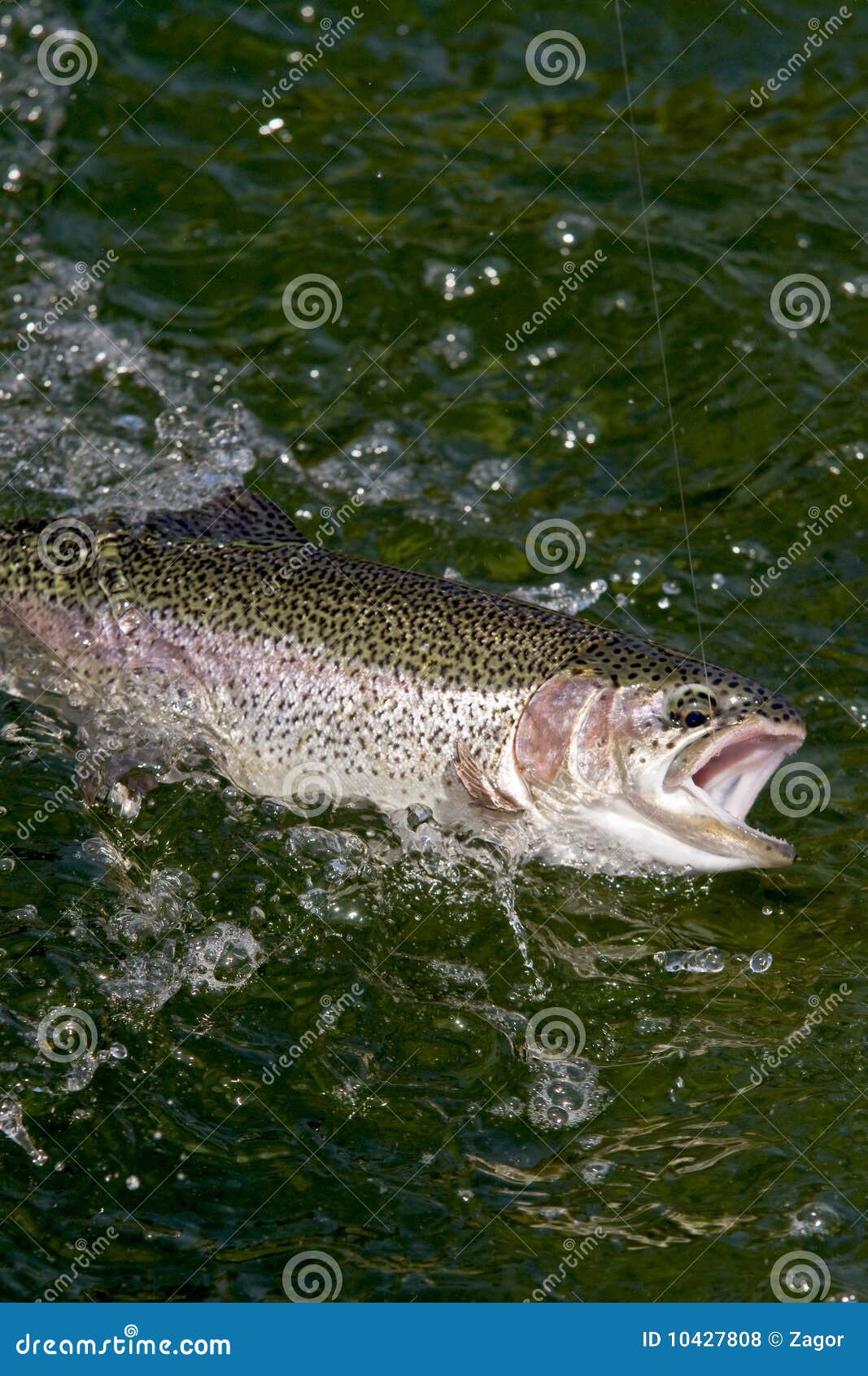 Trout stock photo. Image of riverbed, swimming, swim 10427808