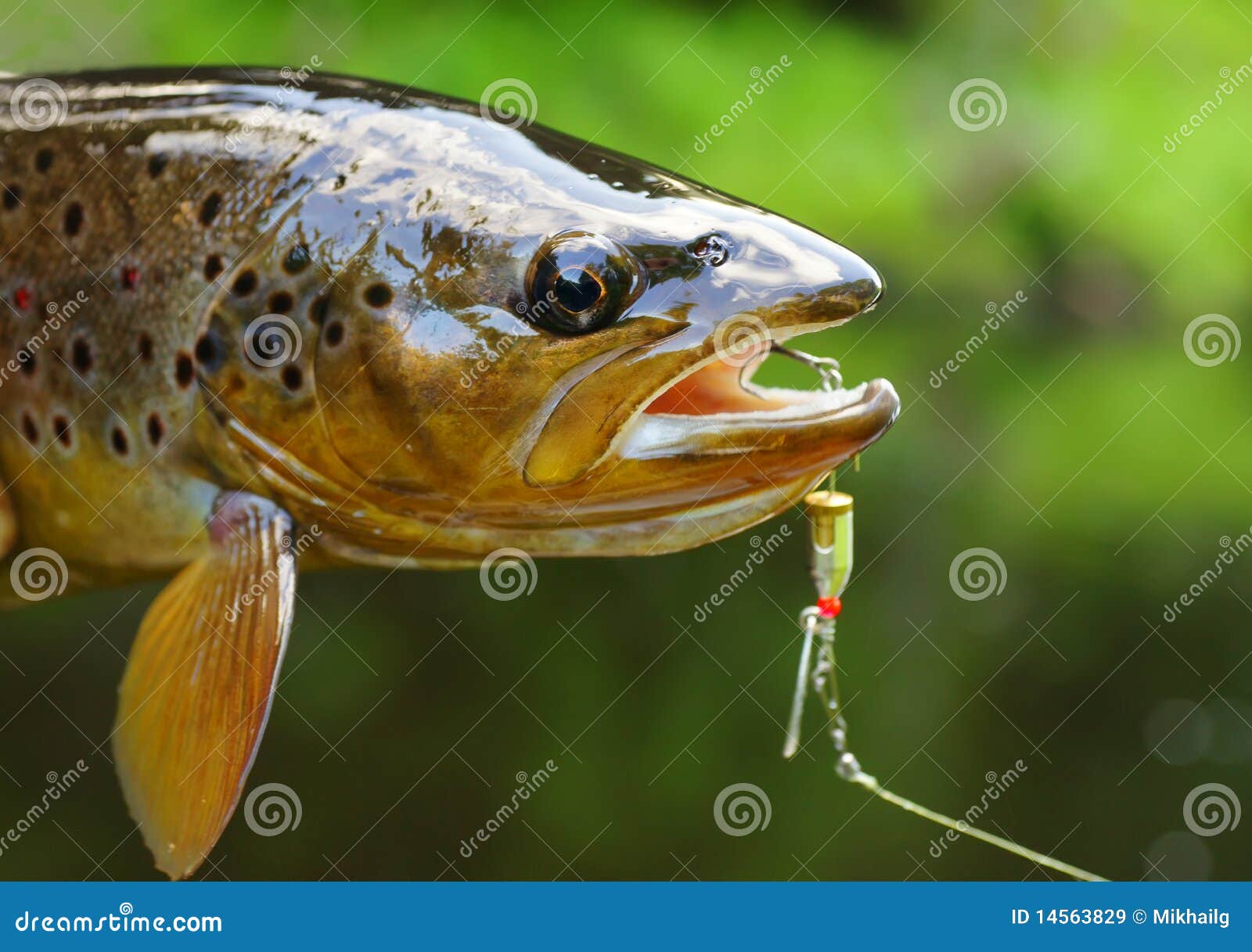 Trout stock image. Image of river, sport, releasing, healthy 14563829