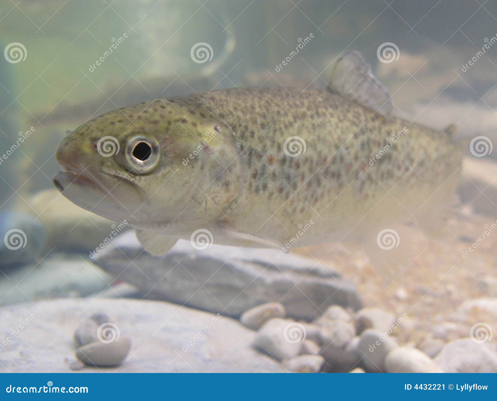 4,205 Big Trout Stock Photos - Free & Royalty-Free Stock Photos from  Dreamstime