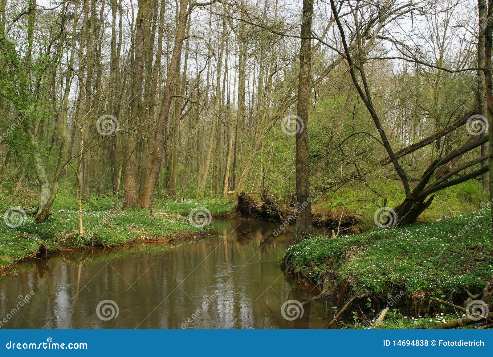 Trout brook stock photo. Image of landscape, black, blossom 14694838