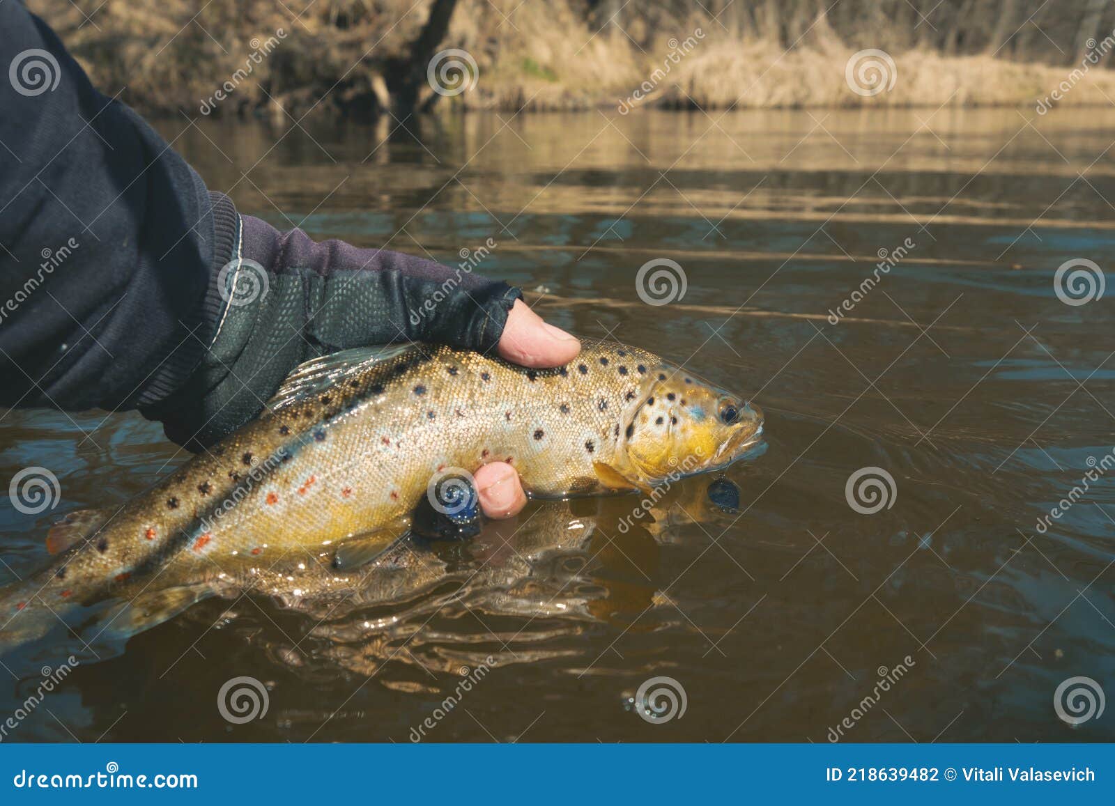 Trout Caught in the Forest Brook Stock Photo Image of rainbow, ecology 218639482
