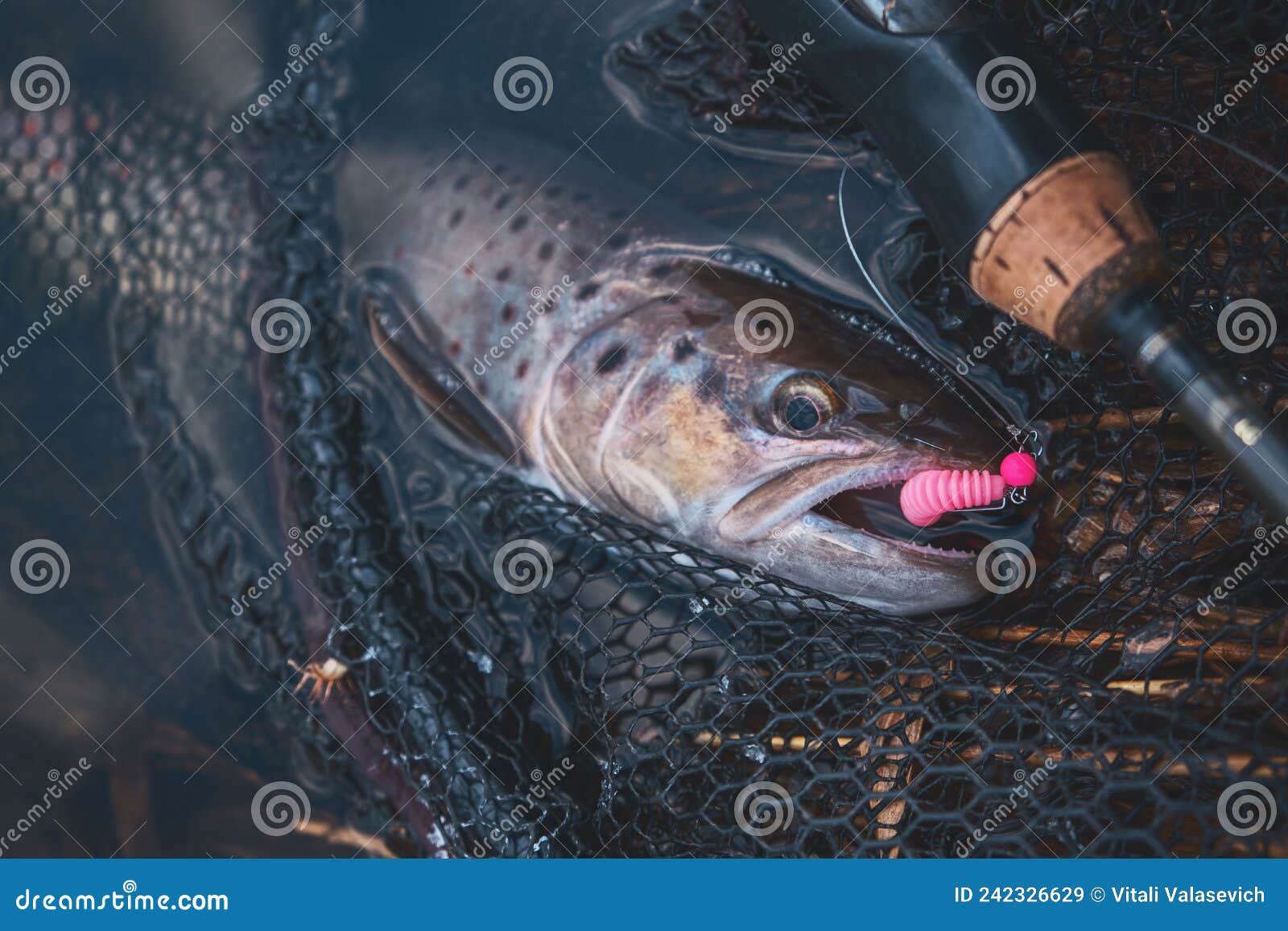 Trout Caught on Soft Plastic Bait Stock Image - Image of angler, river:  242326629