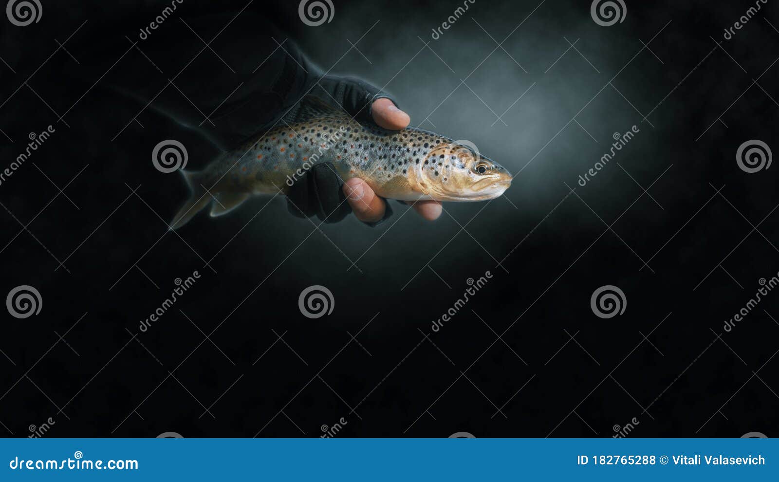 Trout Closeup on a Dark Background Stock Photo Image of underwater, beautiful 182765288