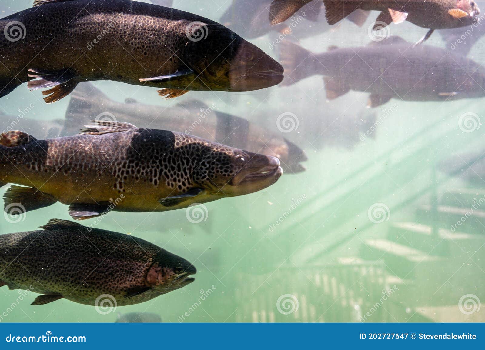 Trout at the D.C. Booth Historic National Fish Hatchery in Spearfish