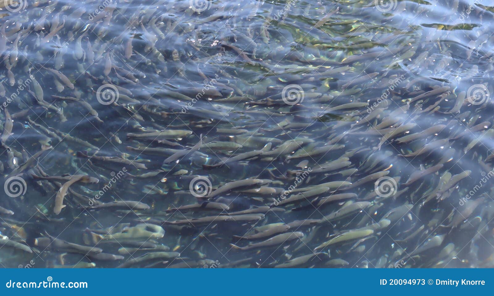 Trout farm stock image. Image of farming, animals, group 20094973