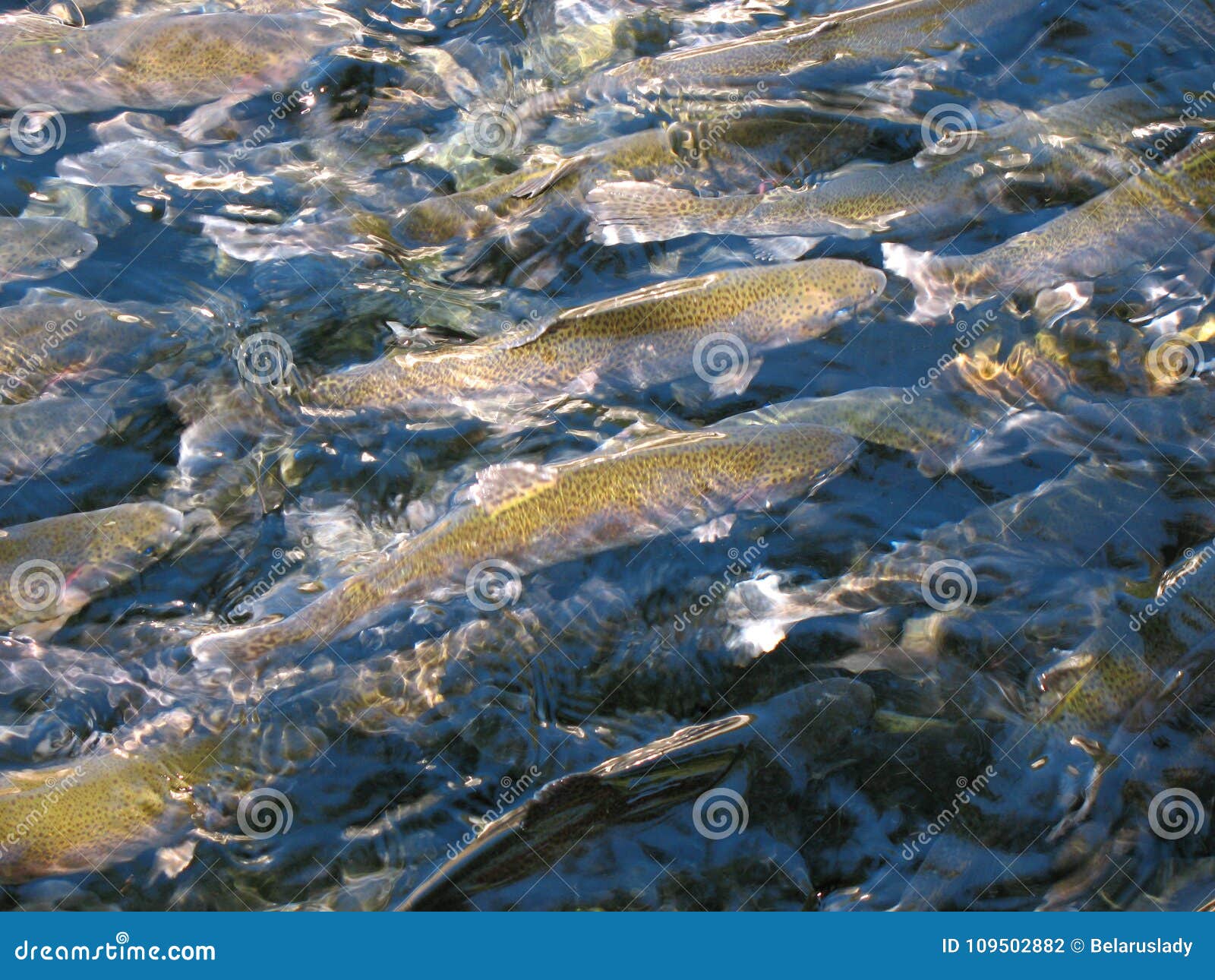 Trout Farm, Salmon in Water Close Up Stock Photo Image of close, farm