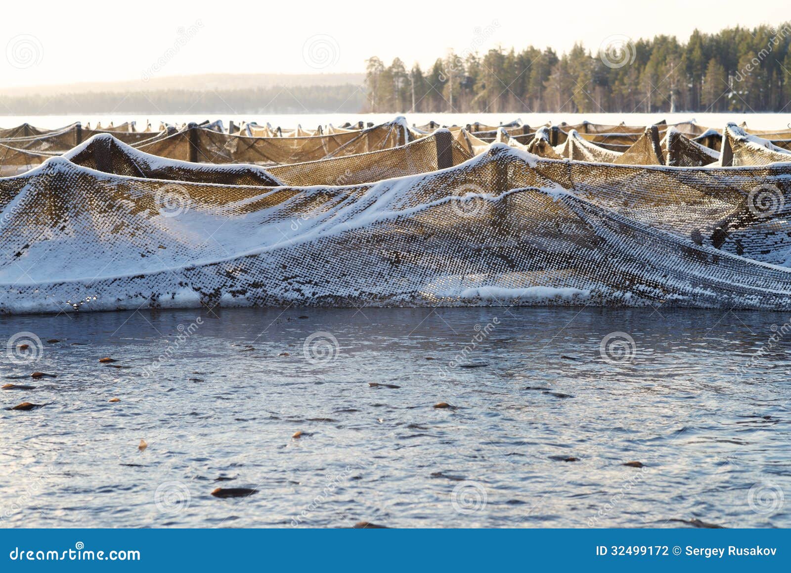 Trout farm stock photo. Image of aquaculture, salvelinus 32499172