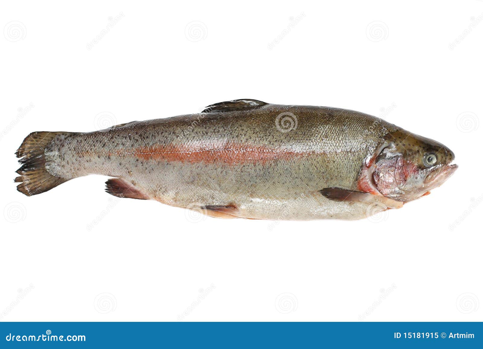 Trout Fish Containing Omega3 Isolated on White Stock Image Image of