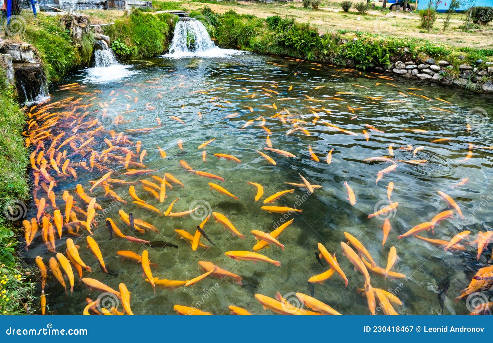 trout fish farm at ingenio in junin, peru