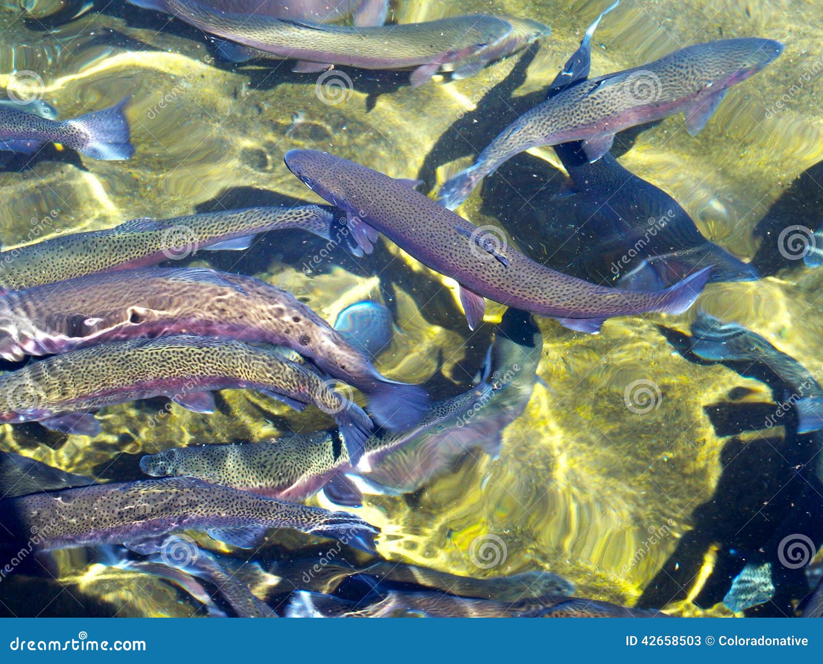 Trout in Fish Hatchery stock image. Image of fish, salmonidae - 42658503