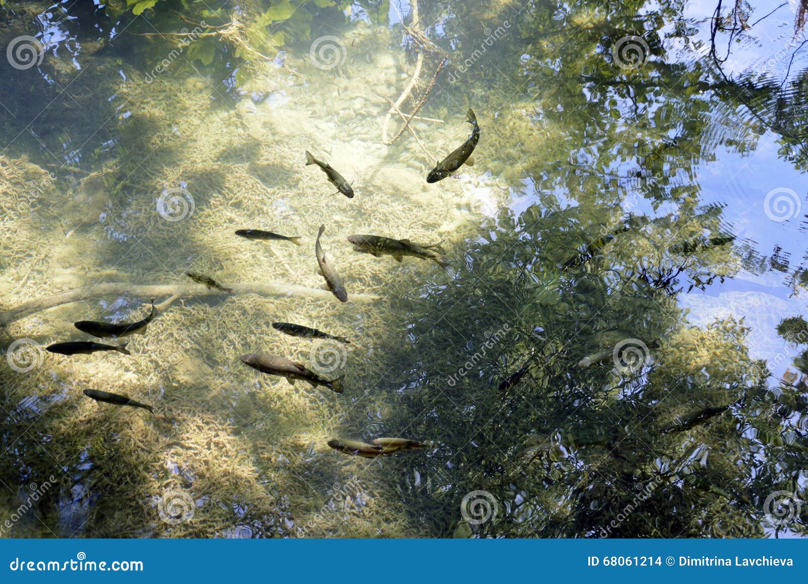 trout fish in limpid water