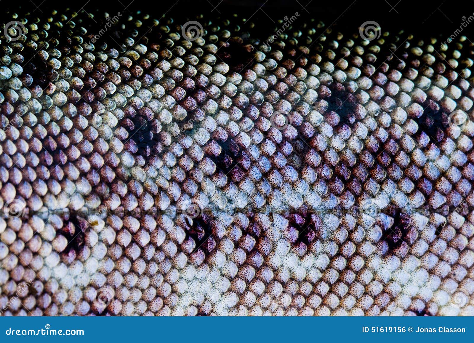 Trout Fish skin stock photo. Image of zoom, closeup, background 51619156