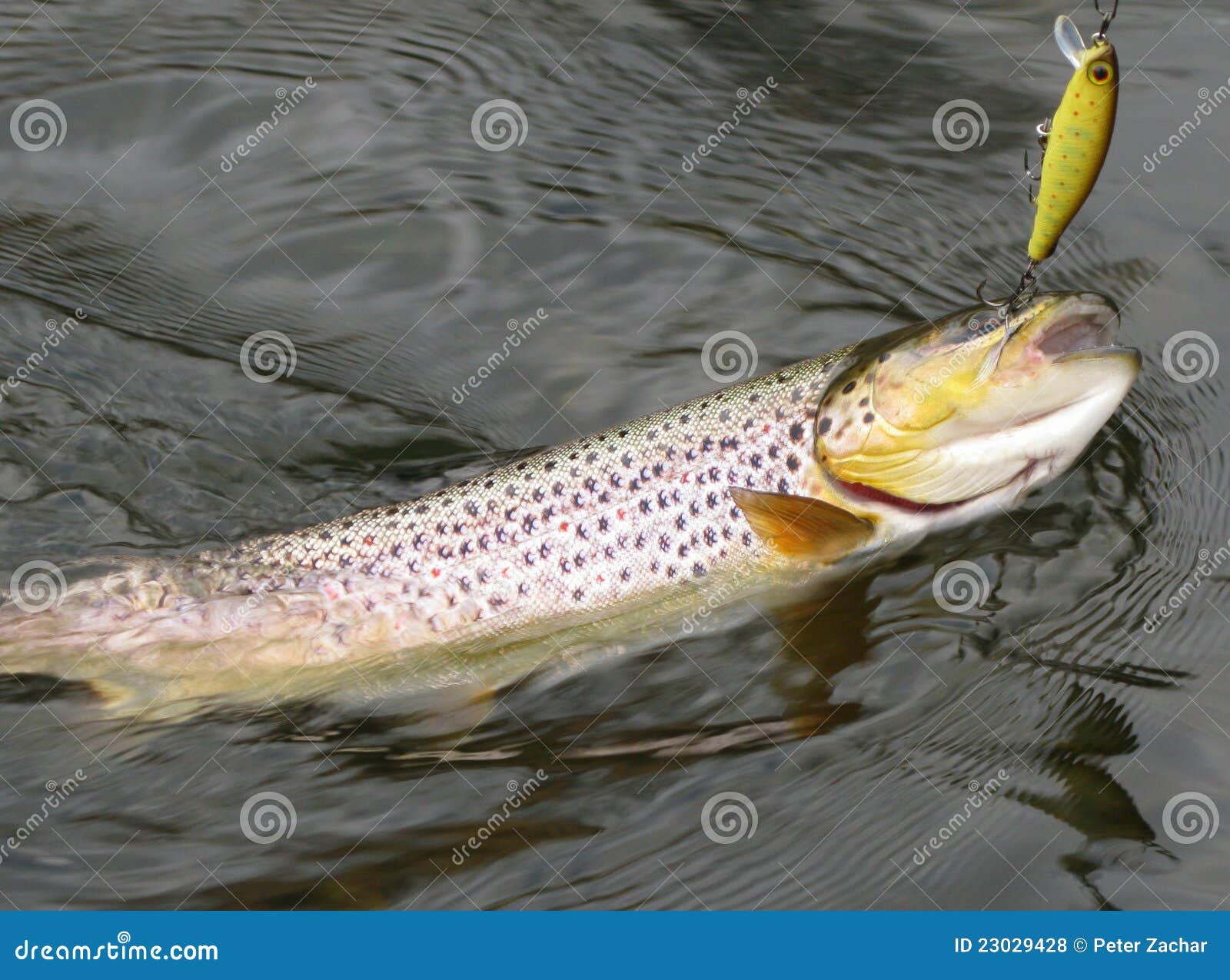 6,407 Fishing Trout Lure Stock Photos - Free & Royalty-Free Stock Photos  from Dreamstime