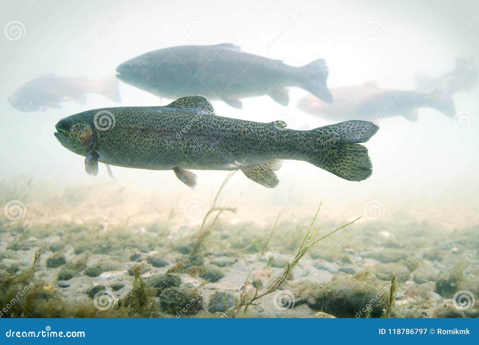 Trout Floats in a River with a Rocky Bottom Stock Image Image of fish
