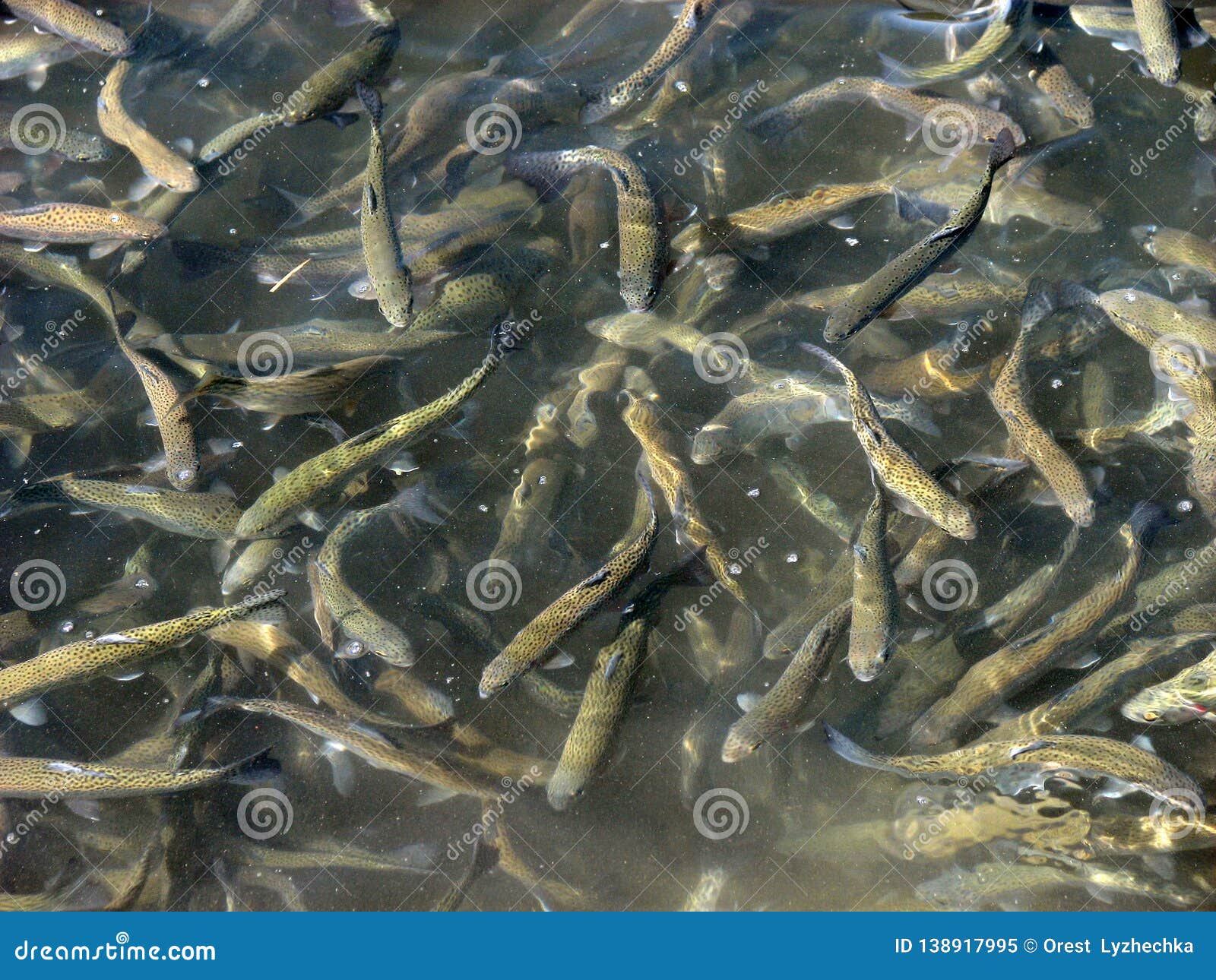 A trout flock in a pond stock image. Image of river - 138917995