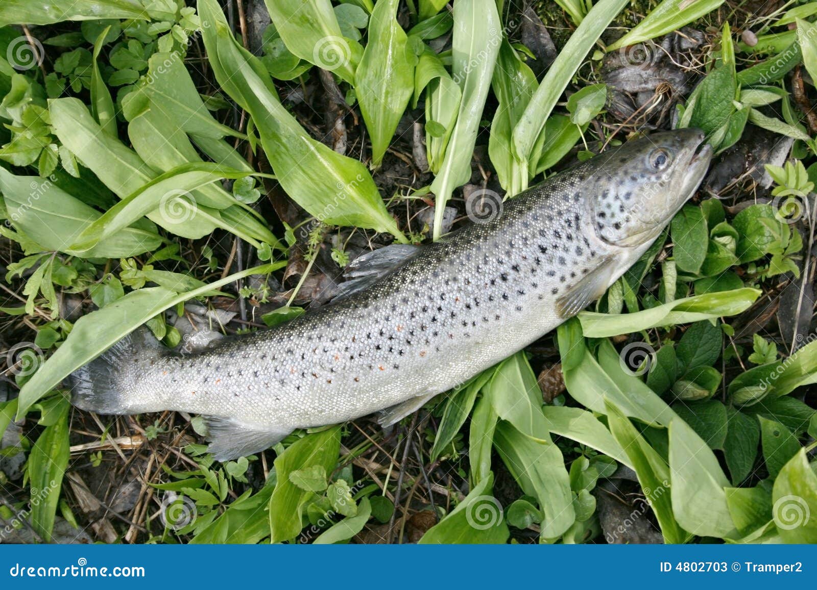Trout in grass stock image. Image of healthy, gill, fresh 4802703