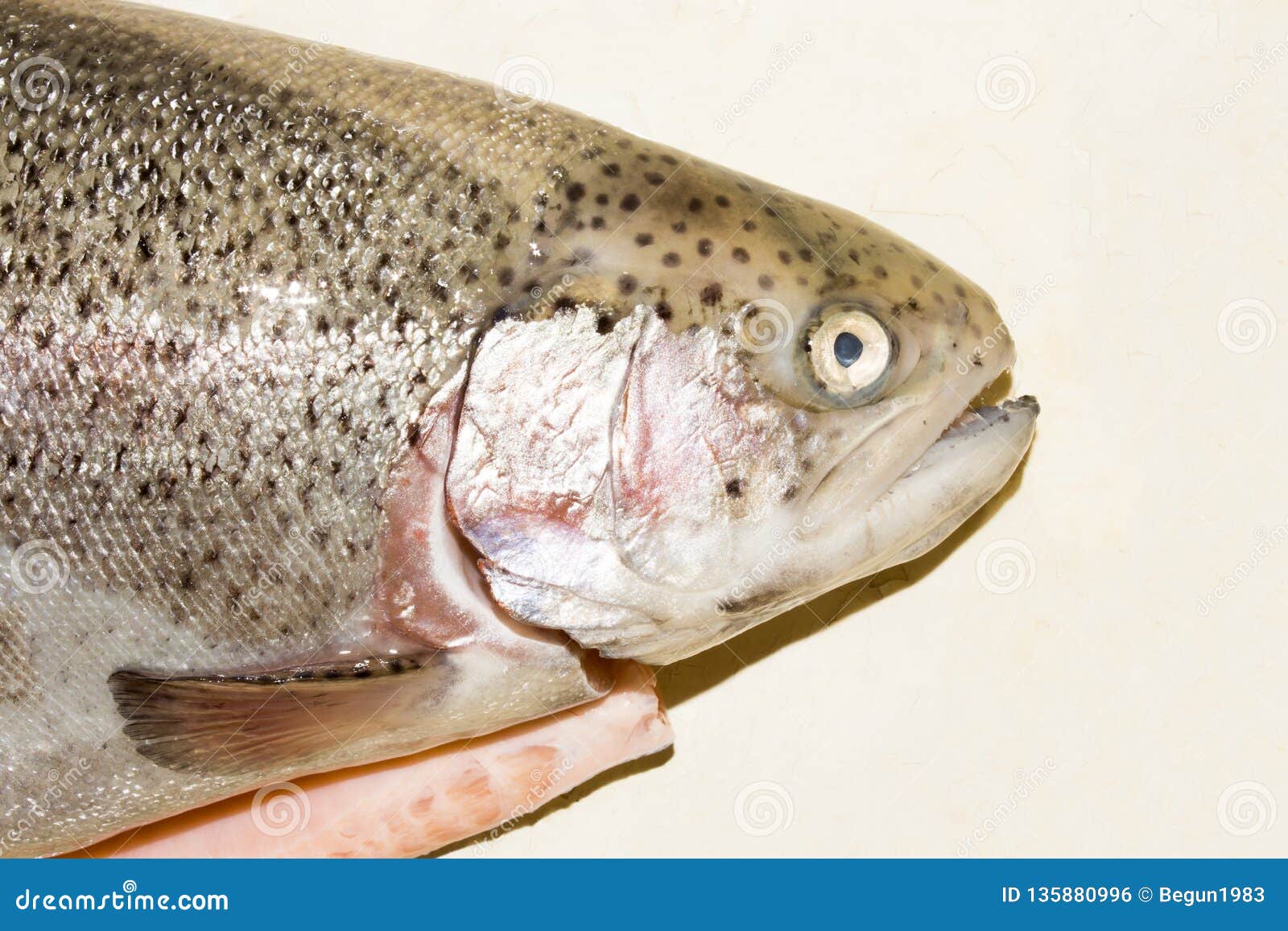 Trout Head with Open Mouth.Trout Fish Stock Photo - Image of meal, fish:  135880996