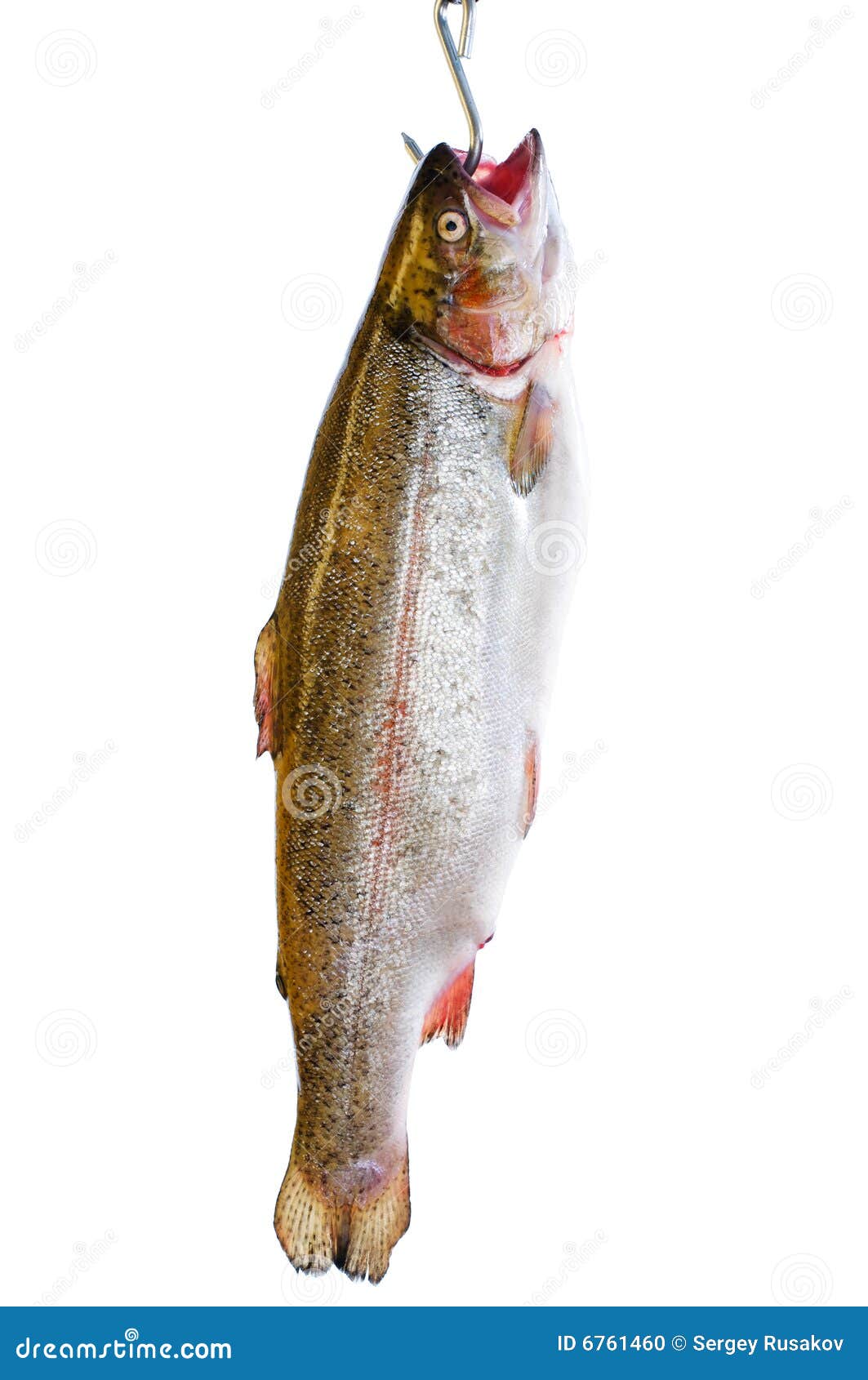 Trout in hook stock photo. Image of background, glossy - 6761460