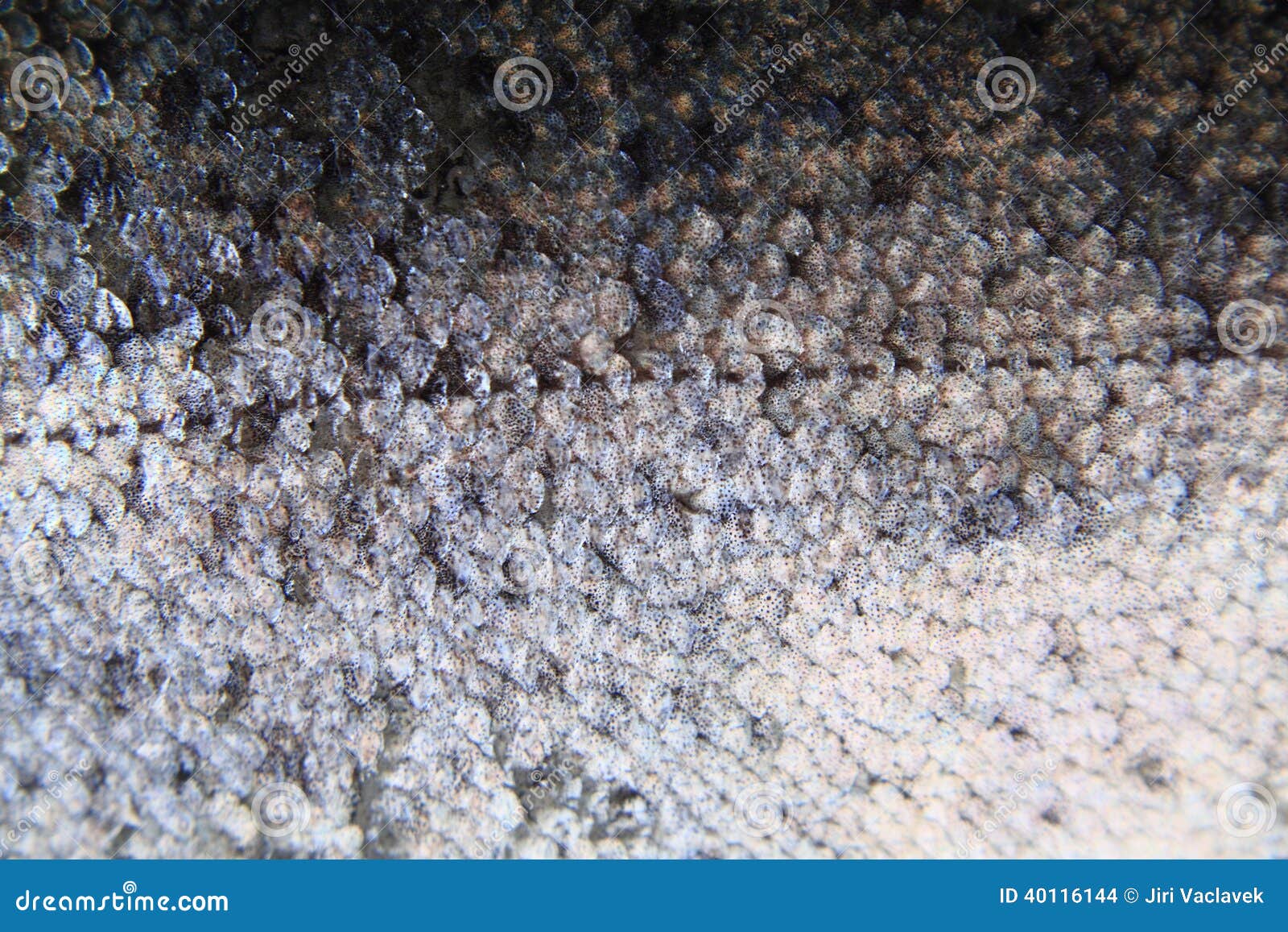 Trout skin stock photo. Image of skin, salmon, pattern 40116144
