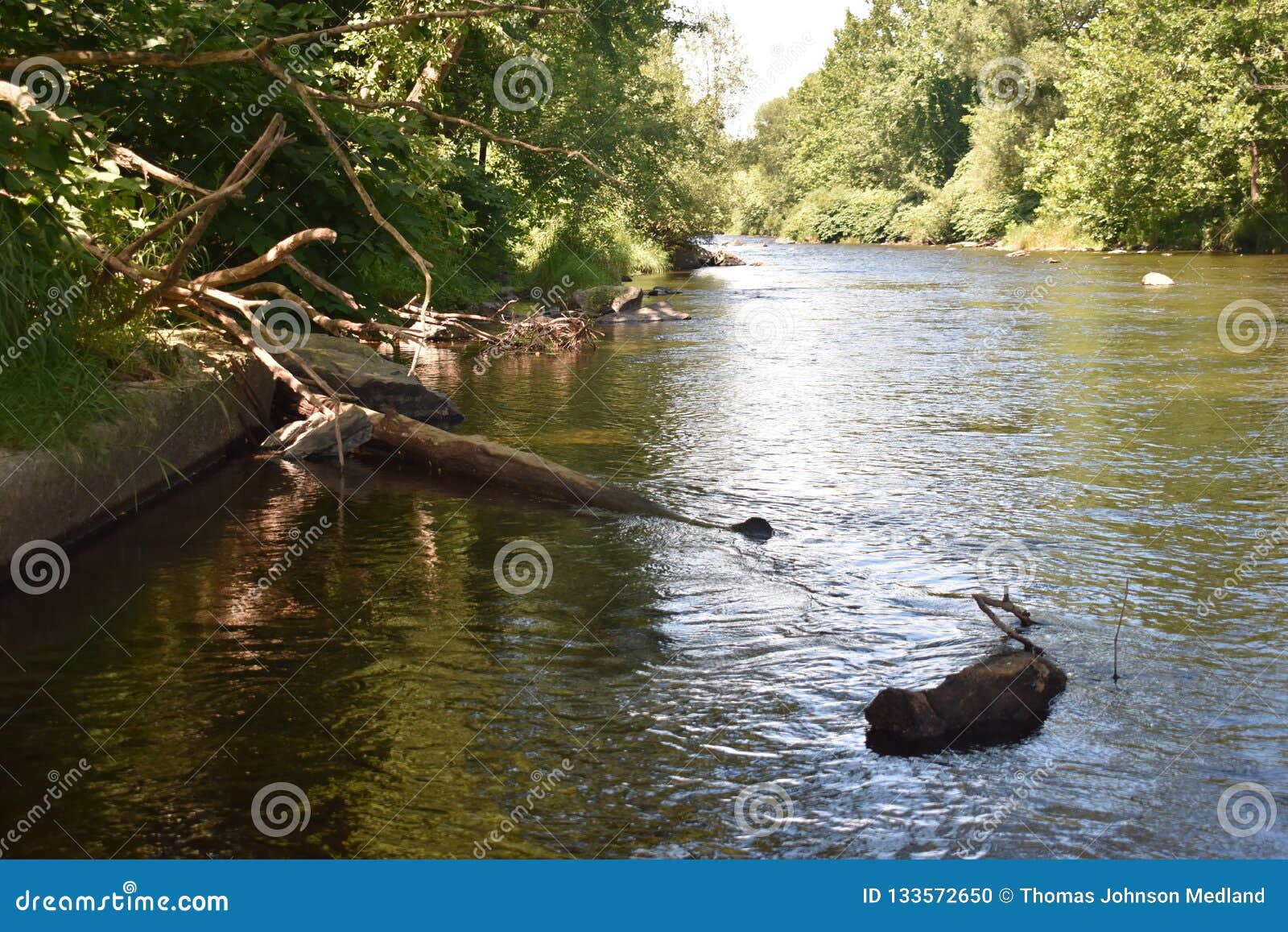 Trout Stream in the Poconos Stock Photo Image of morning, hidden